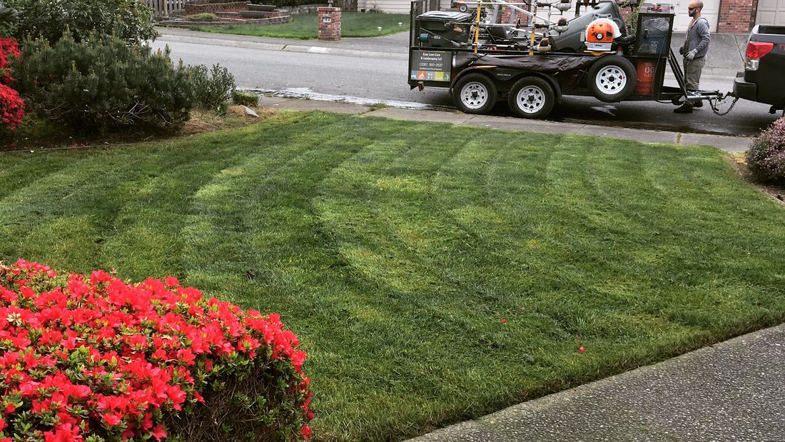 Freshly mowed striped lawn with red azaleas in bloom
